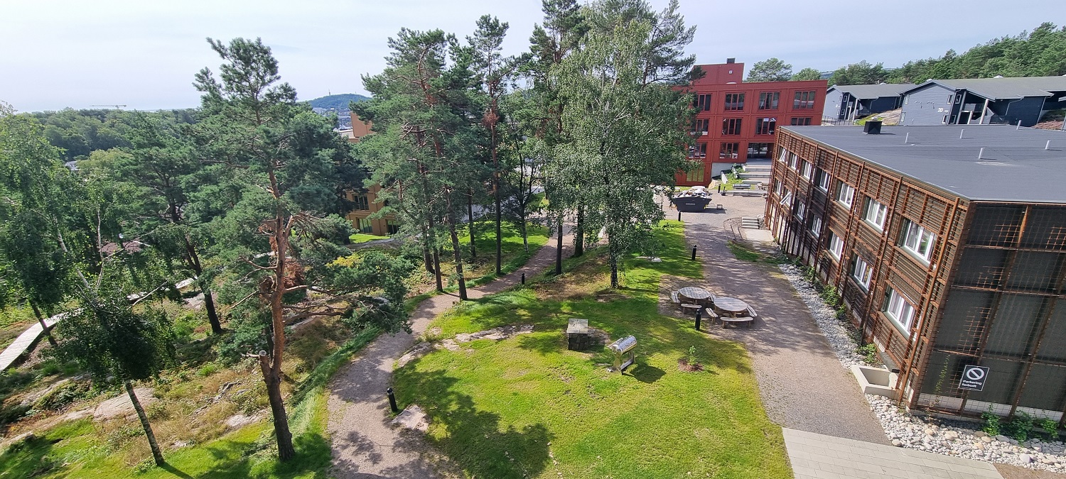 Tunet mellom hybelbyggene sett fra femte etasje i det brune bygget. Grønt gress, trær, benker, grillplass og stier. Det røde og gule bygget skimtes i bakgrunnen. Foto. 